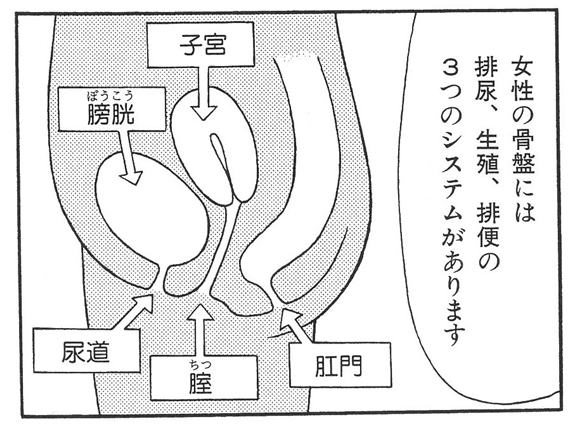 骨盤臓器脱４ いろいろな種類 よこすか女性泌尿器科