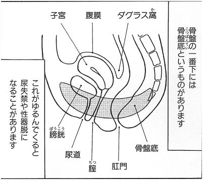 骨盤臓器脱１３ 直腸瘤って何 よこすか女性泌尿器科