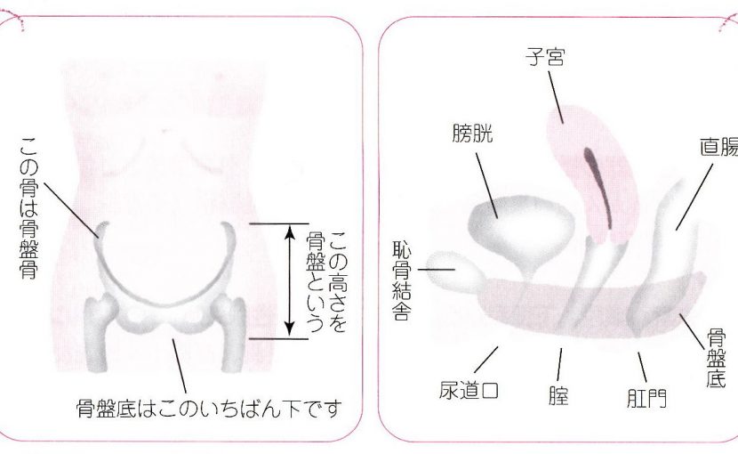 イラストで骨盤底１ 骨盤底がわかるような解説 よこすか女性泌尿器科