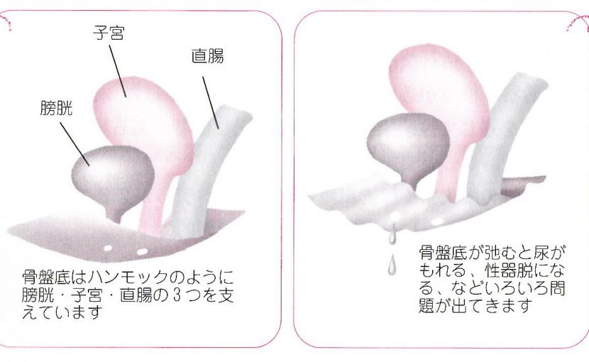 イラストで骨盤底１ 骨盤底がわかるような解説 よこすか女性泌尿器科